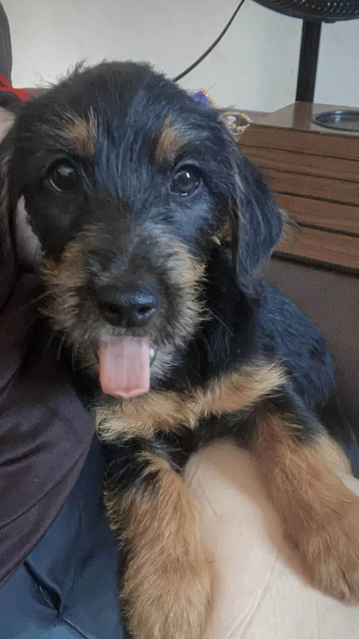Cachorro ra a SRD-ViraLata idade 2 a 6 meses nome Morgana