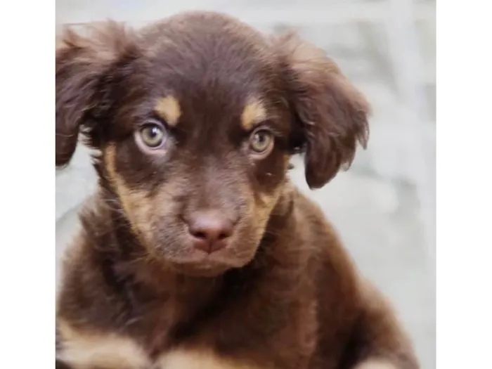 Cachorro ra a SRD-ViraLata idade 2 a 6 meses nome Cacau
