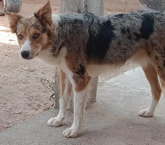 Cachorro ra a SRD-ViraLata idade 2 a 6 meses nome Falar com Lucas - Whats 11 93387-5879