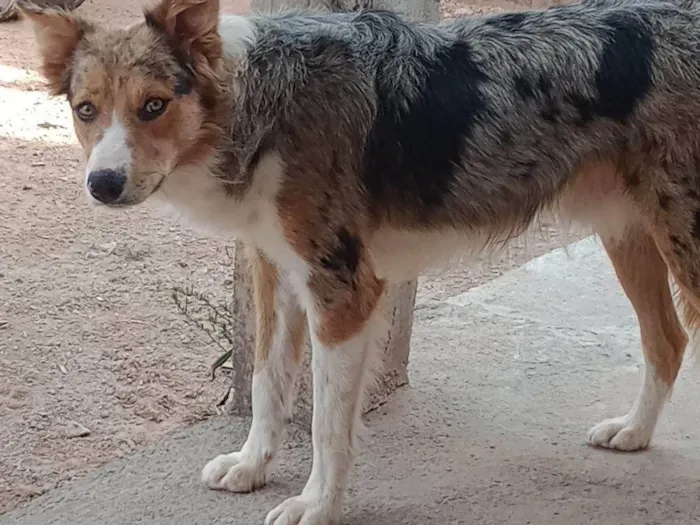 Cachorro ra a SRD-ViraLata idade 2 a 6 meses nome Falar com Lucas - Whats 11 93387-5879