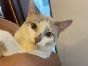 Gato raça SRD-ViraLata idade 2 a 6 meses nome Falar com Rafael - Whats 11 93905-0275