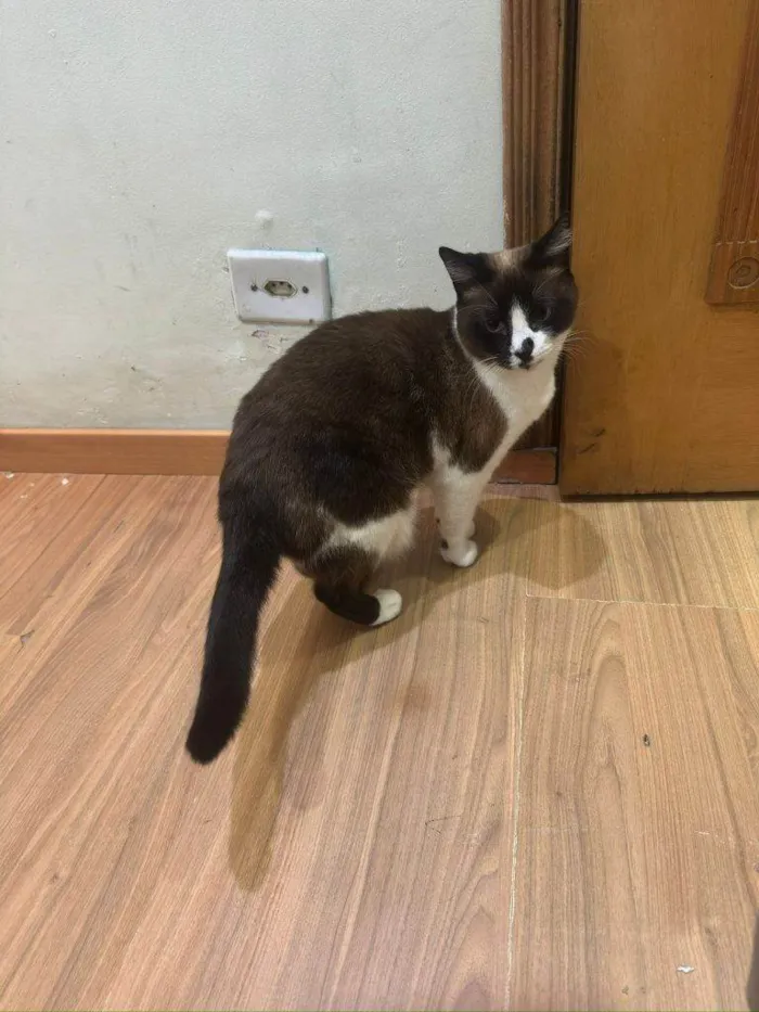 Gato ra a SRD-ViraLata idade 2 a 6 meses nome Falar com Allan - Whats 11 94556-2867