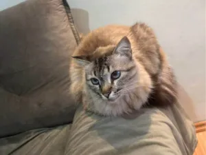 Gato raça SRD-ViraLata idade 2 a 6 meses nome Falar com Allan - Whats 11 94556-2867