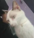 Nero,Snow, floquinho e marie