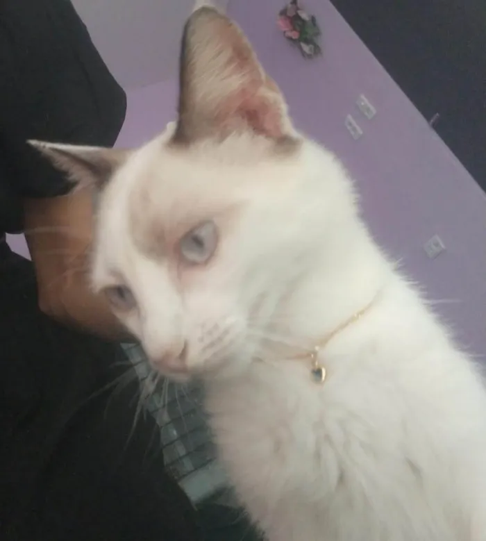Gato ra a Siamês idade 7 a 11 meses nome Nero,Snow, floquinho e marie