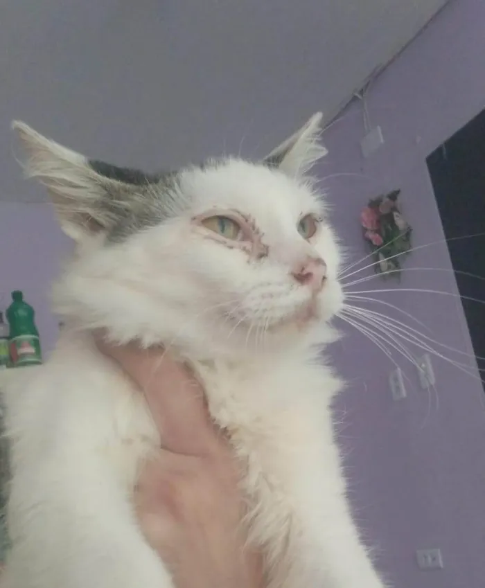 Gato ra a Siamês idade 7 a 11 meses nome Nero,Snow, floquinho e marie
