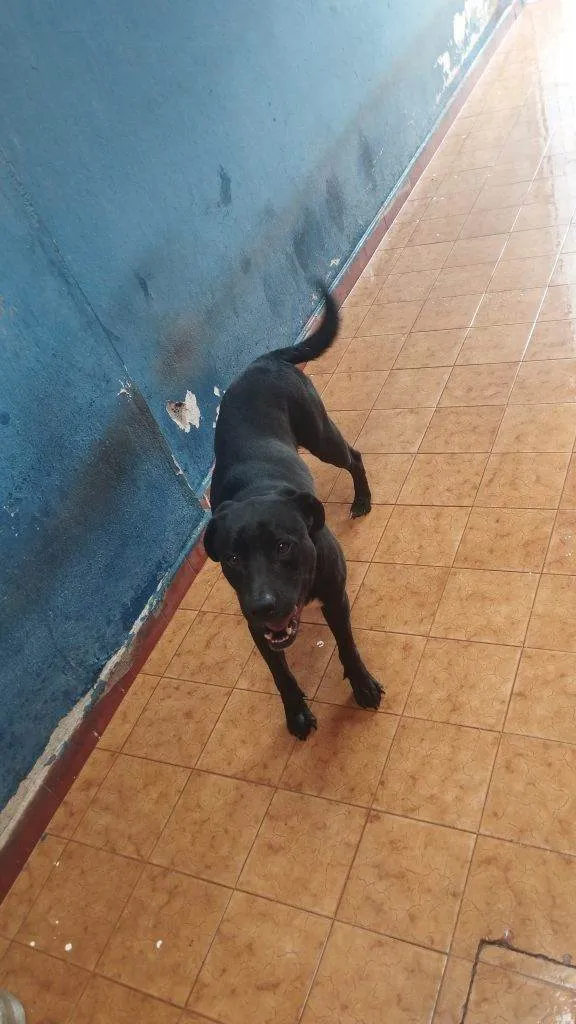 Cachorro ra a SRD-ViraLata idade 2 a 6 meses nome Falar com Willian - Whats 11 98457-1921