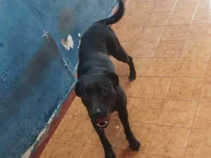 Cachorro raça SRD-ViraLata idade 2 a 6 meses nome Falar com Willian - Whats 11 98457-1921