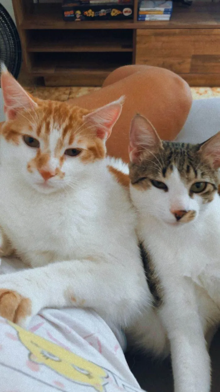 Gato ra a SRD-ViraLata idade 2 anos nome Jefferson