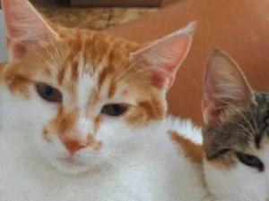 Gato raça SRD-ViraLata idade 2 anos nome Jefferson