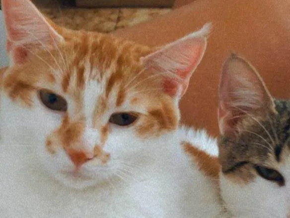 Gato ra a SRD-ViraLata idade 2 anos nome Jefferson