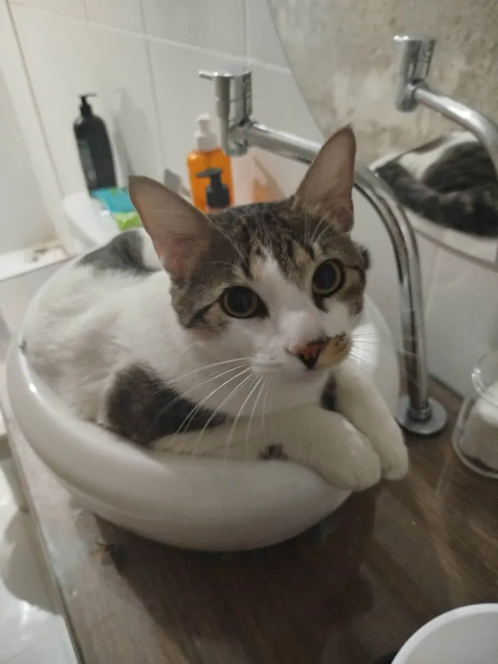 Gato ra a SRD-ViraLata idade 2 anos nome Kratos