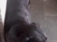Escooby