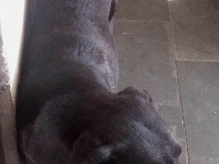 Cachorro ra a Labrador idade 5 anos nome Escooby