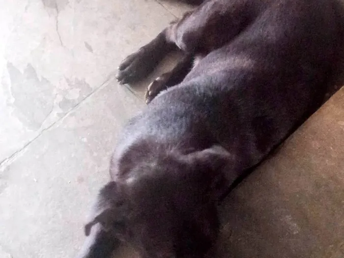 Cachorro ra a Labrador idade 5 anos nome Escooby