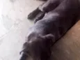 Escooby