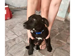 Cachorro raça SRD-ViraLata idade 2 a 6 meses nome Lui bb4meses porte P
