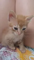 Simba