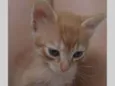 Simba