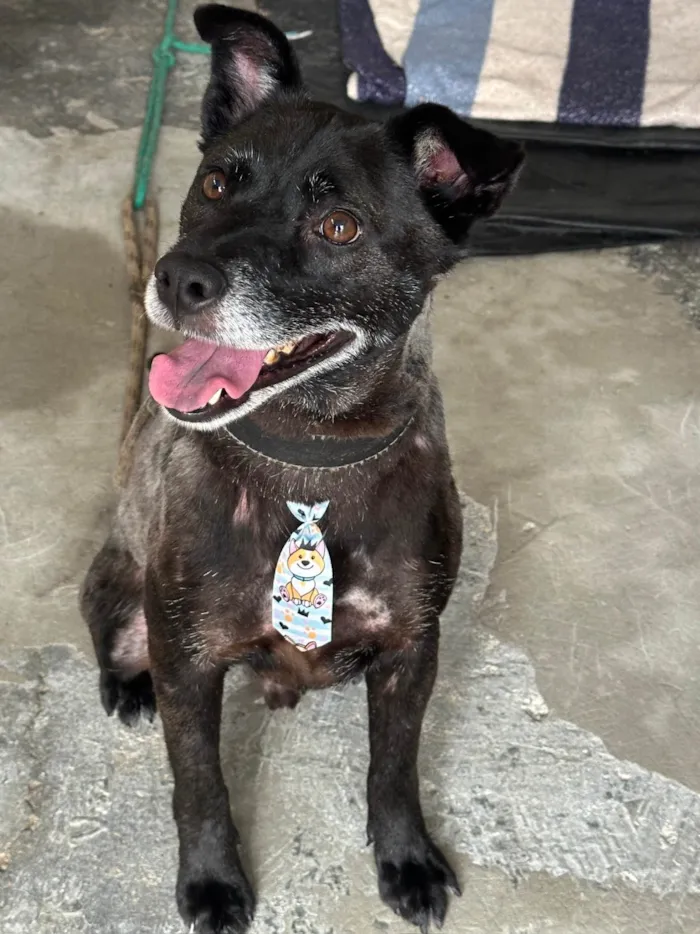 Cachorro ra a SRD-ViraLata idade 4 anos nome Jack