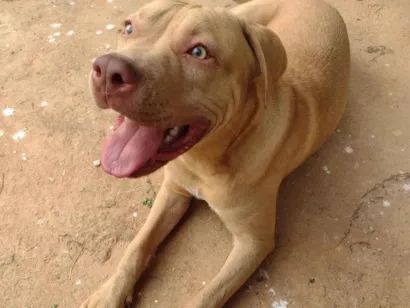 Cachorro raça Pit-Bull idade 2 anos nome Bruce 