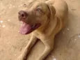 Bruce