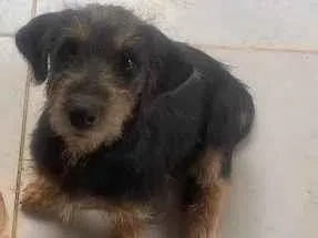 Cachorro raça SRD-ViraLata idade 2 a 6 meses nome Morgana