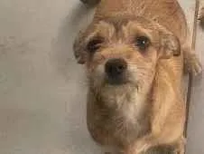 Cachorro raça SRD-ViraLata idade 2 a 6 meses nome Yuumi