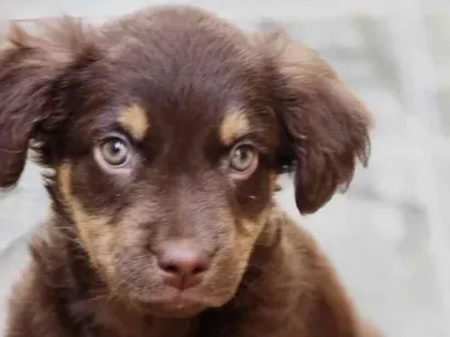 Cachorro raça SRD-ViraLata idade 2 a 6 meses nome Cacau