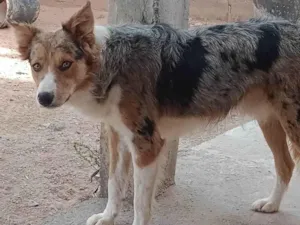 Cachorro raça SRD-ViraLata idade 2 a 6 meses nome Falar com Lucas - Whats 11 93387-5879