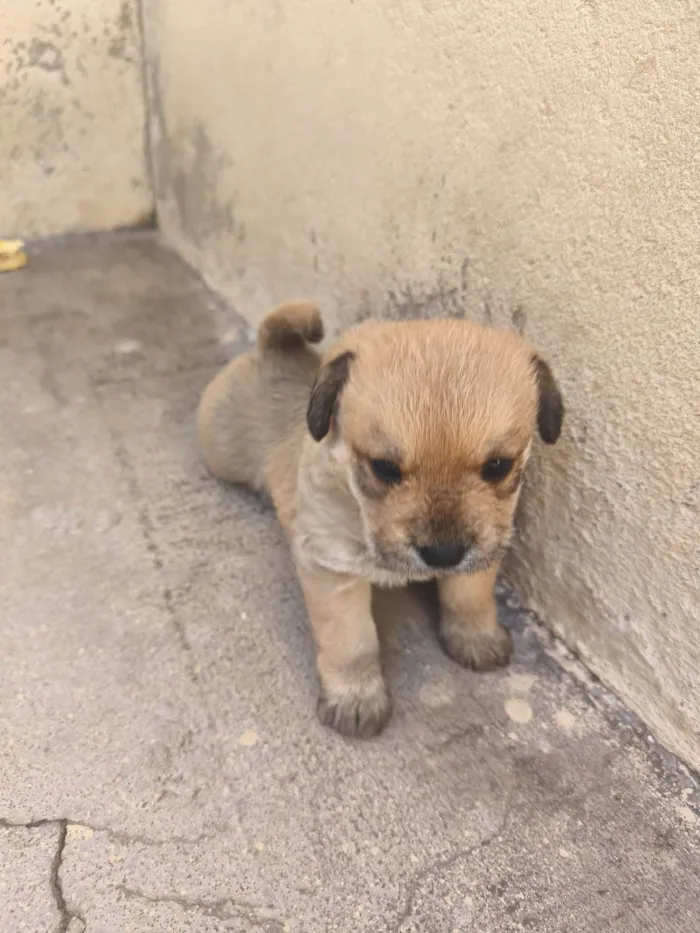 Cachorro ra a SRD-ViraLata idade Abaixo de 2 meses nome Sem nome 