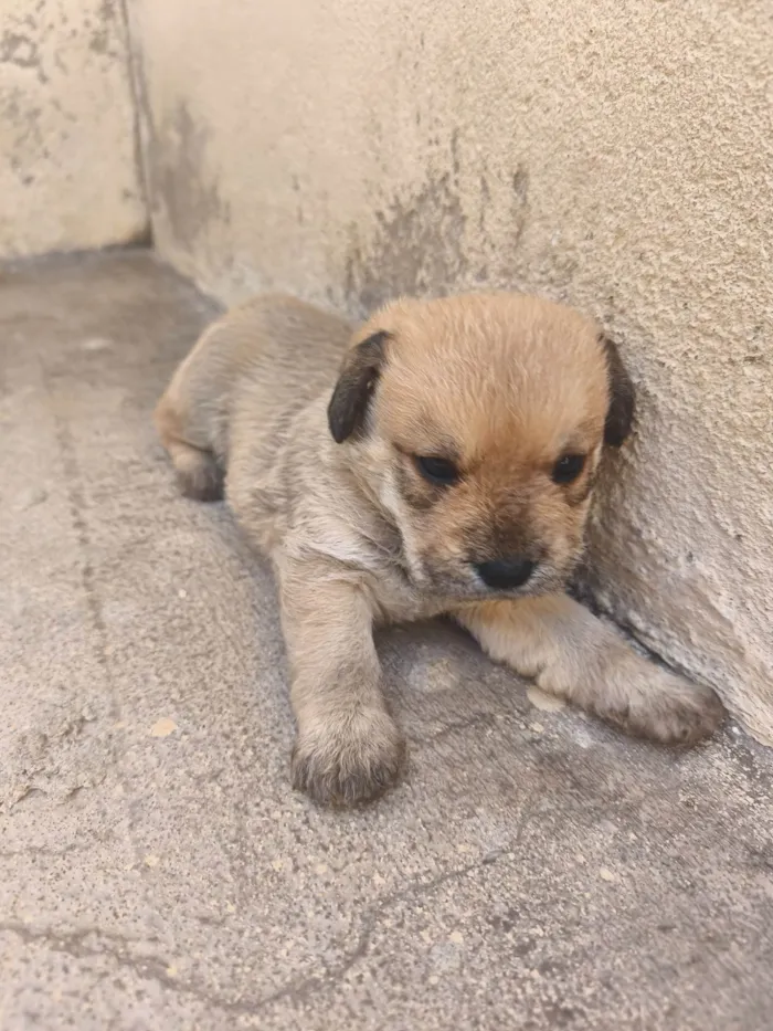 Cachorro ra a SRD-ViraLata idade Abaixo de 2 meses nome Sem nome 