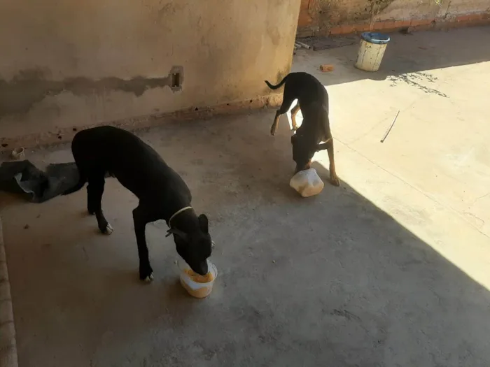 Cachorro ra a SRD-ViraLata idade 2 a 6 meses nome theo e fred 