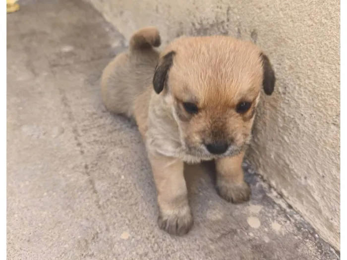 Cachorro ra a SRD-ViraLata idade Abaixo de 2 meses nome Sem nome 