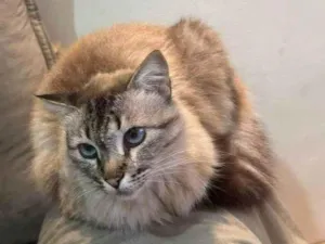 Gato raça SRD-ViraLata idade 2 a 6 meses nome Falar com Allan - Whats 11 94556-2867