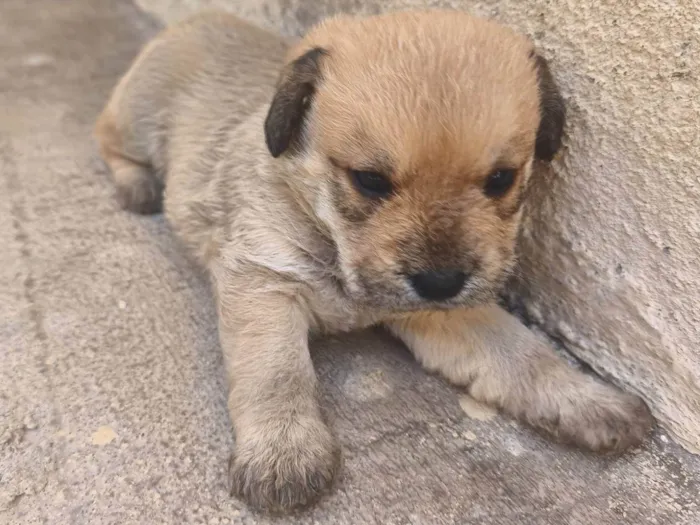 Cachorro ra a SRD-ViraLata idade Abaixo de 2 meses nome Sem nome 