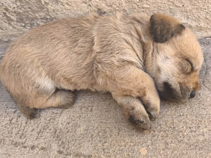 Cachorro ra a SRD-ViraLata idade Abaixo de 2 meses nome Sem nome 