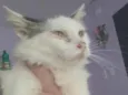Nero,Snow, floquinho e marie