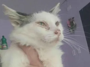 Gato raça Siamês idade 7 a 11 meses nome Nero,Snow, floquinho e marie