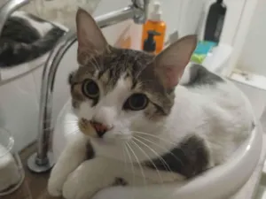 Gato raça SRD-ViraLata idade 2 anos nome Kratos