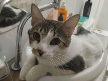 Gato raça SRD-ViraLata idade 2 anos nome Kratos