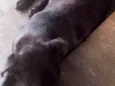 Escooby