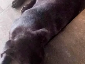 Cachorro raça Labrador idade 5 anos nome Escooby