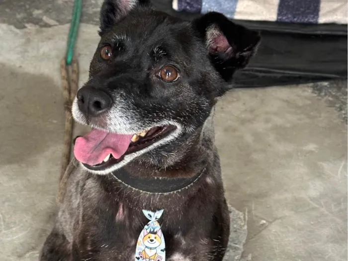 Cachorro ra a SRD-ViraLata idade 4 anos nome Jack