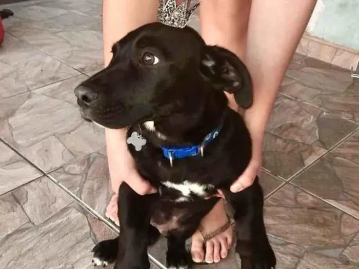 Cachorro ra a SRD-ViraLata idade 2 a 6 meses nome Lui bb4meses porte P