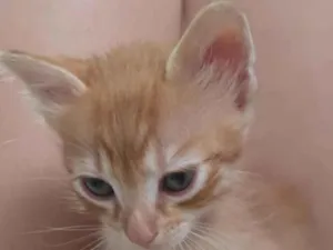 Gato raça SRD-ViraLata idade Abaixo de 2 meses nome Simba