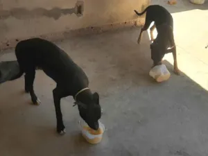 Cachorro raça SRD-ViraLata idade 2 a 6 meses nome theo e fred 