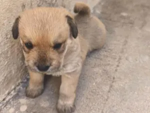 Cachorro raça SRD-ViraLata idade Abaixo de 2 meses nome Sem nome 
