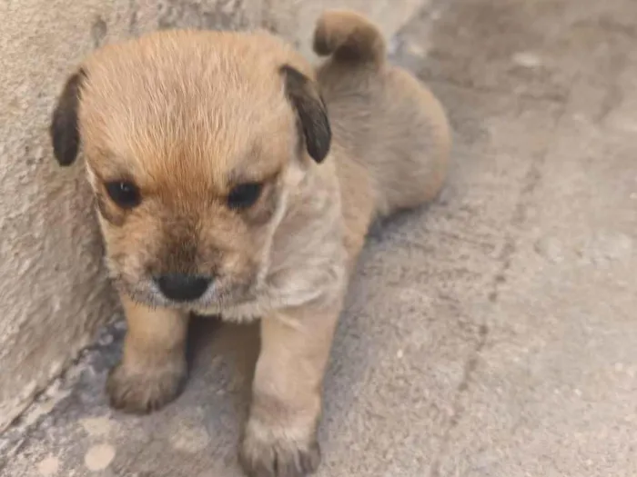 Cachorro ra a SRD-ViraLata idade Abaixo de 2 meses nome Sem nome 