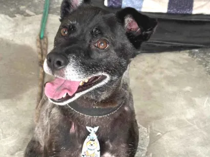 Cachorro raça SRD-ViraLata idade 4 anos nome Jack
